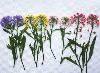 Alyssum Dėl Kamieninių Džiovintų Presuotų Gėlių Gamintojų Sausų Gėlių Tapybos Apdailos 1000Pcs