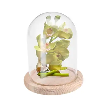 Micro Kraštovaizdžio Amžinąjį Skaidrus Gėlių Stiklo danga DLY, Padengti Stiklo Kupolu ant Medinio Pagrindo Valenti